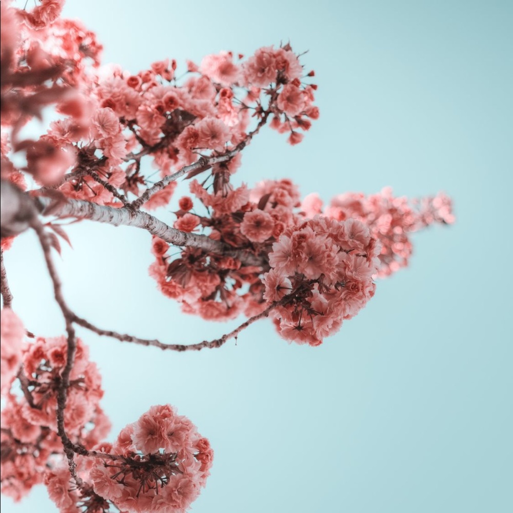 Meet your Posher, Ala